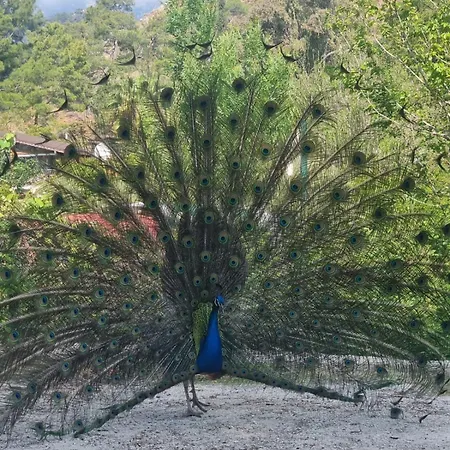 Hotel Sahmeran Kemer