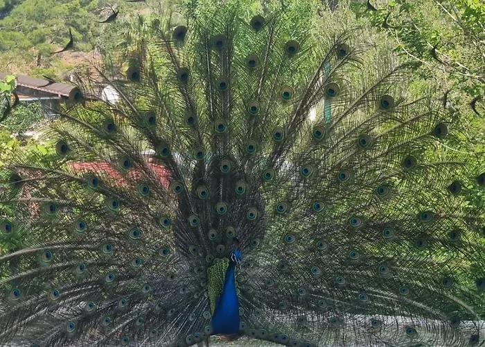 Hotel Sahmeran Kemer